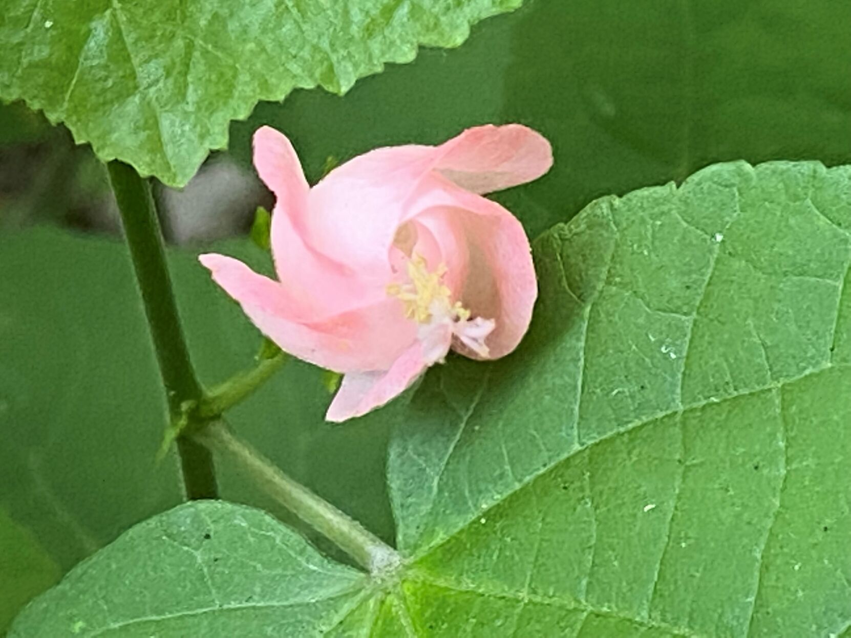turk's cap.jpg